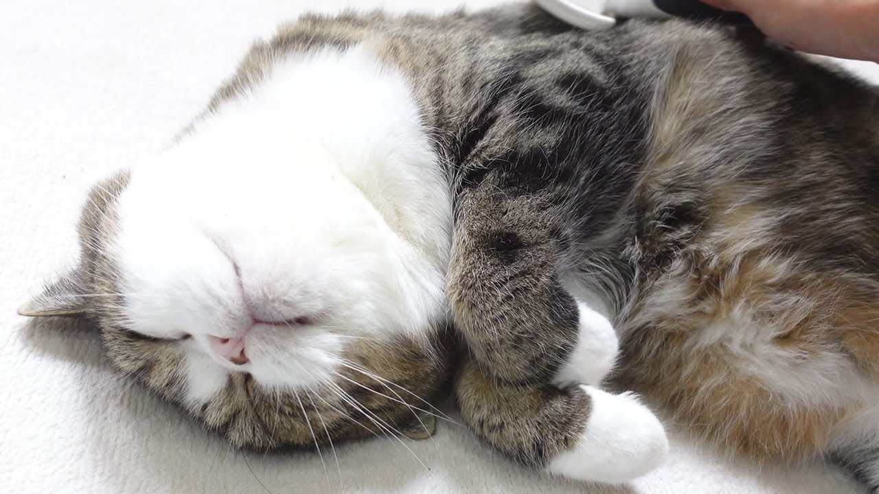ブラッシングされるねこに癒される。-Healing video by cats being brushed.-