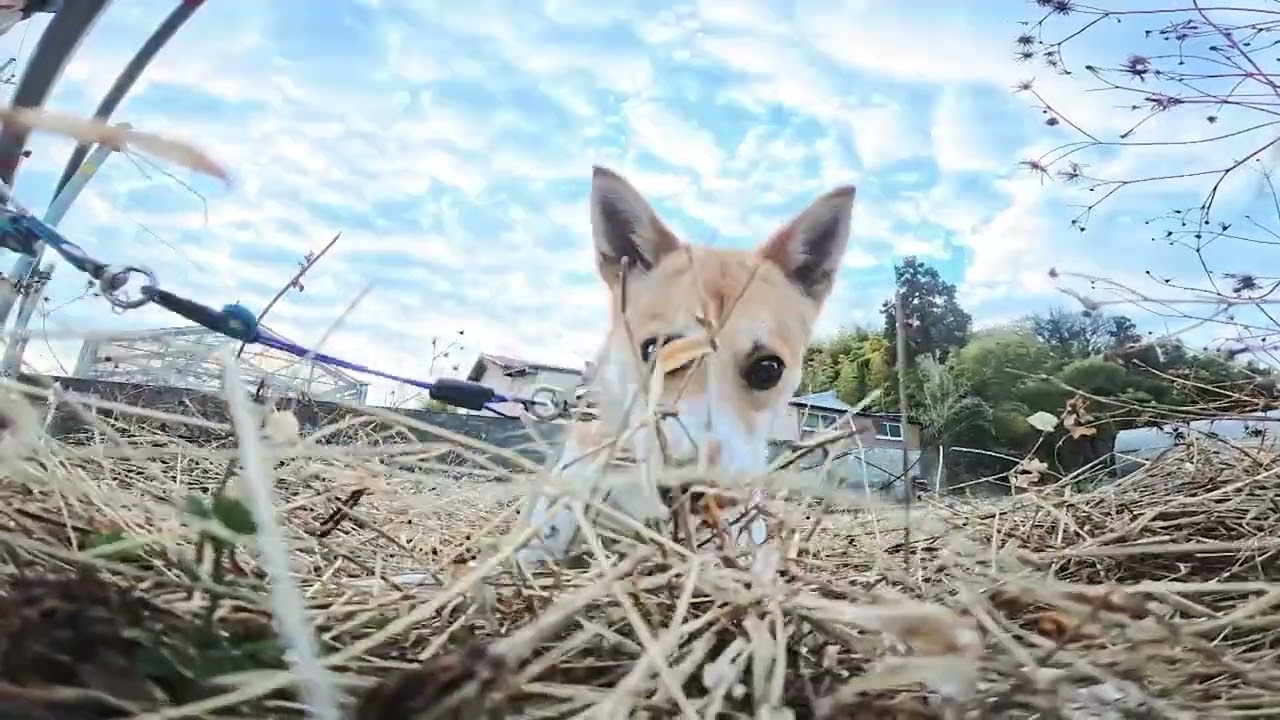 夏も冬も田んぼの周りが好きで仕方ない子犬