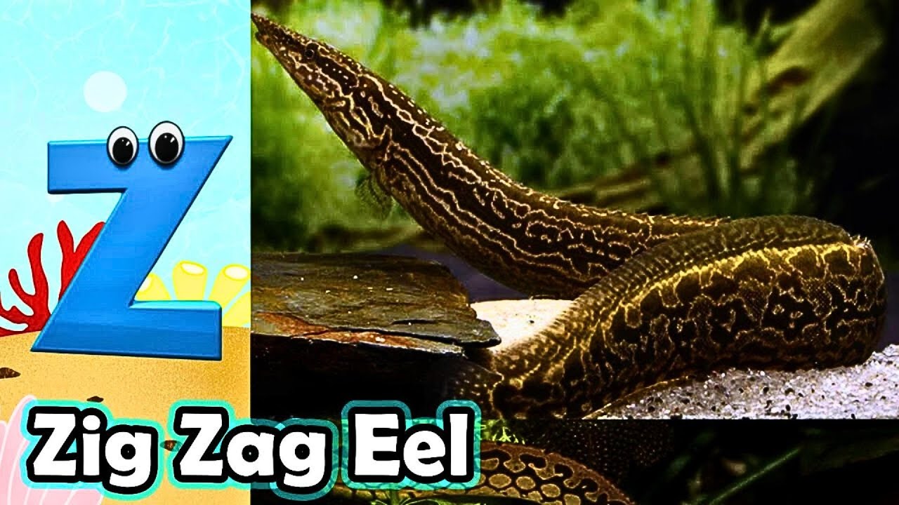 Песенка про алфавит и морских животных | Обучающее видео по алфавиту для детей дошкольного возрас...