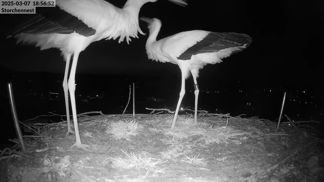 Storchennest Freilassing 07.03.25 - Nestrückgewinnung Phase 2: Übernahme im Schutze der Dunkelheit
