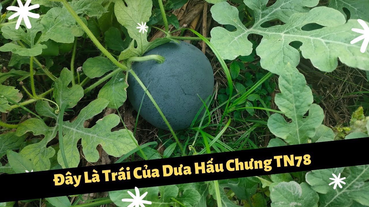 Trồng Dưa Hấu Tết - Đã Nhìn Thấy Trái Của Dưa Hấu Chưng TN78