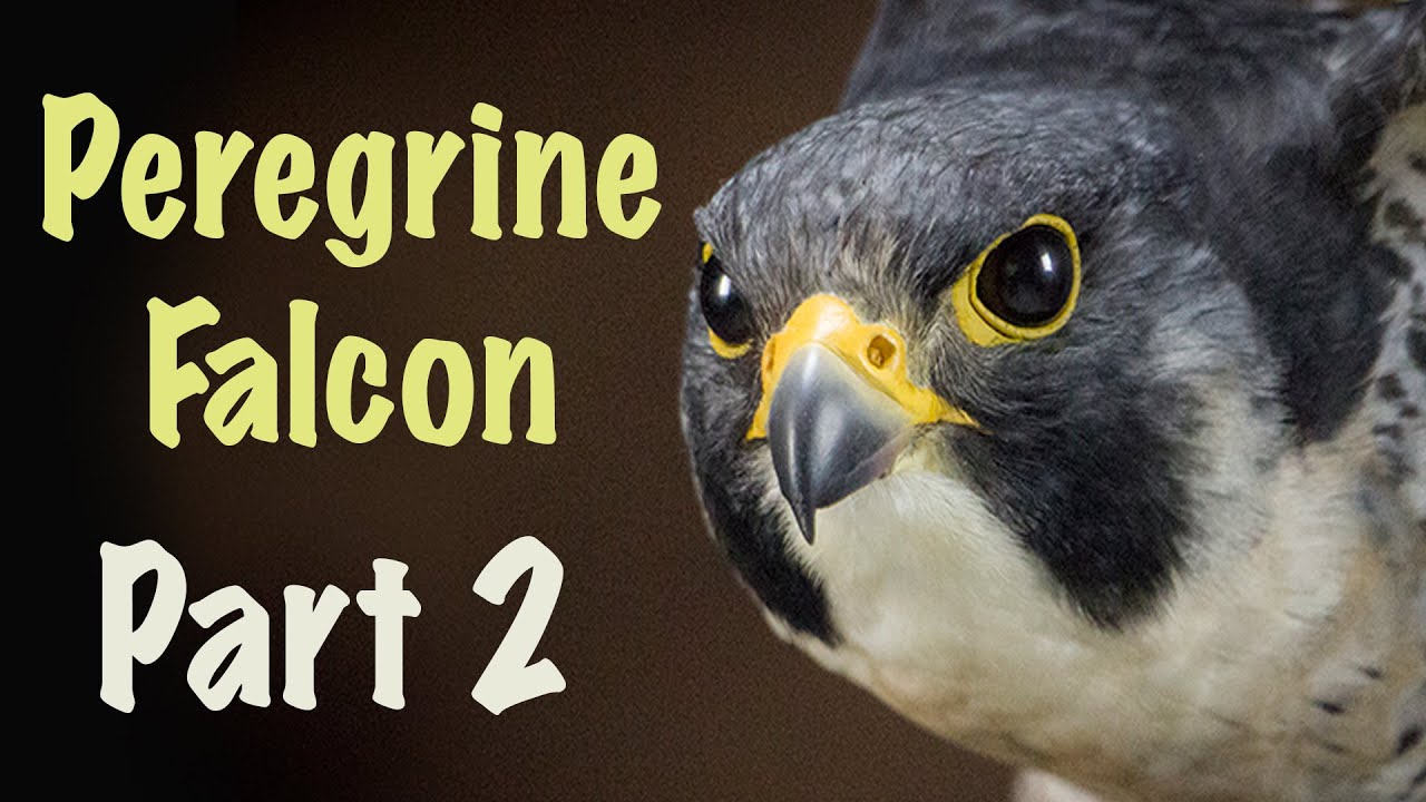Peregrine falcon Part 2. Art of Taxidermy.