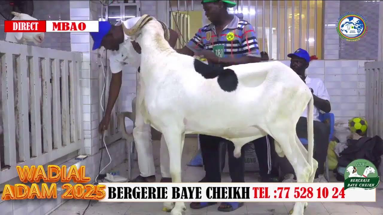 Bergerie  BAYE CHIEKH MBAO WADIAL ADAM 2025