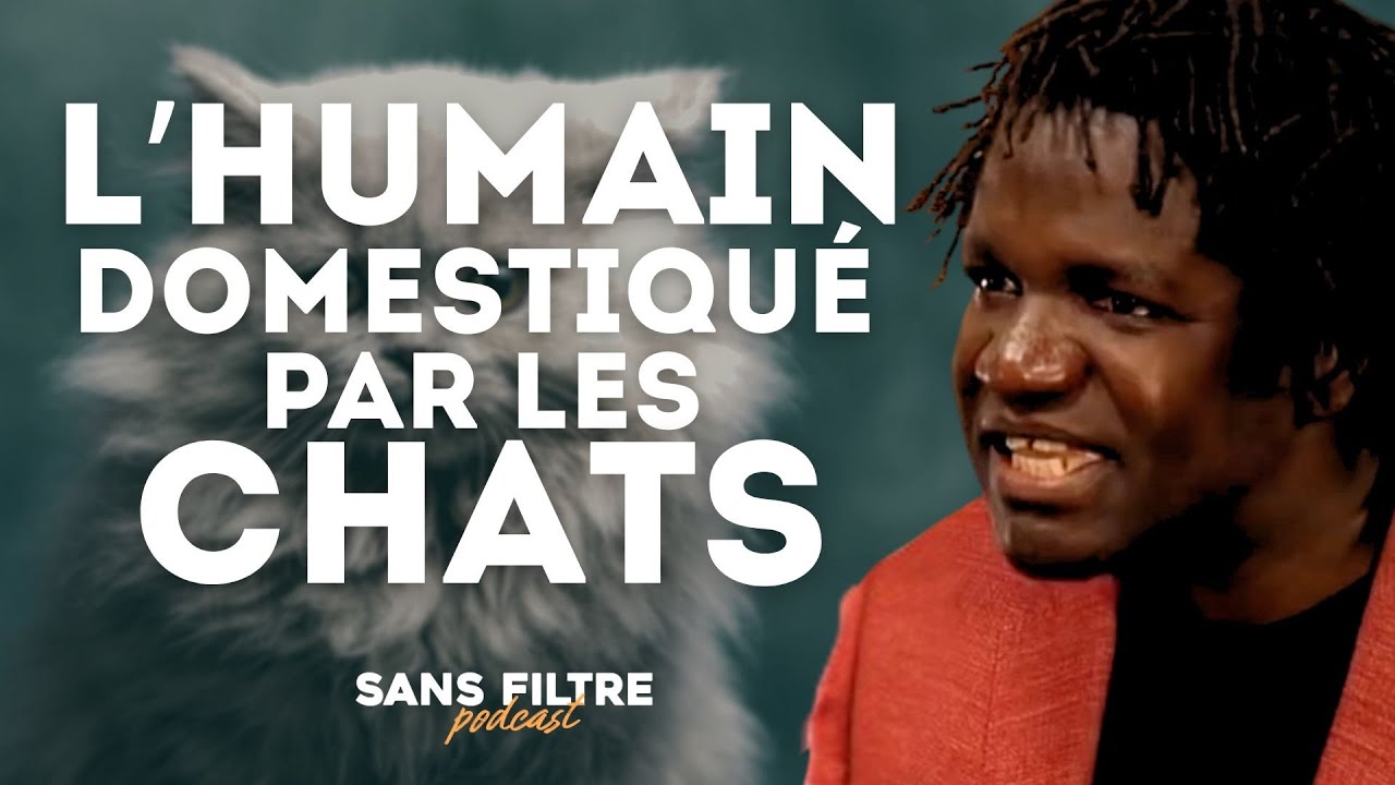 Pourquoi les chats sont-ils les vrais maîtres du monde ?