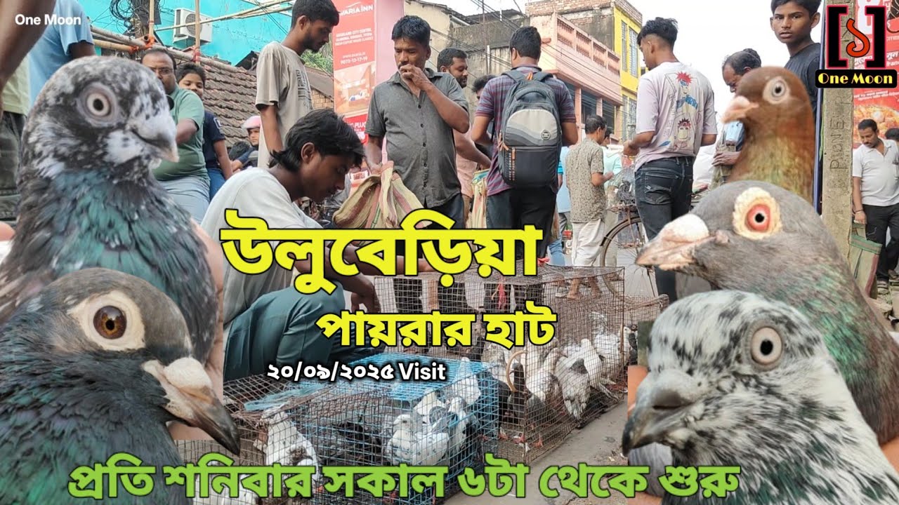Uluberia Pet Market | Current Exotic Pigeon Market Price Update at Uluberia 20/09/2025 Visit 