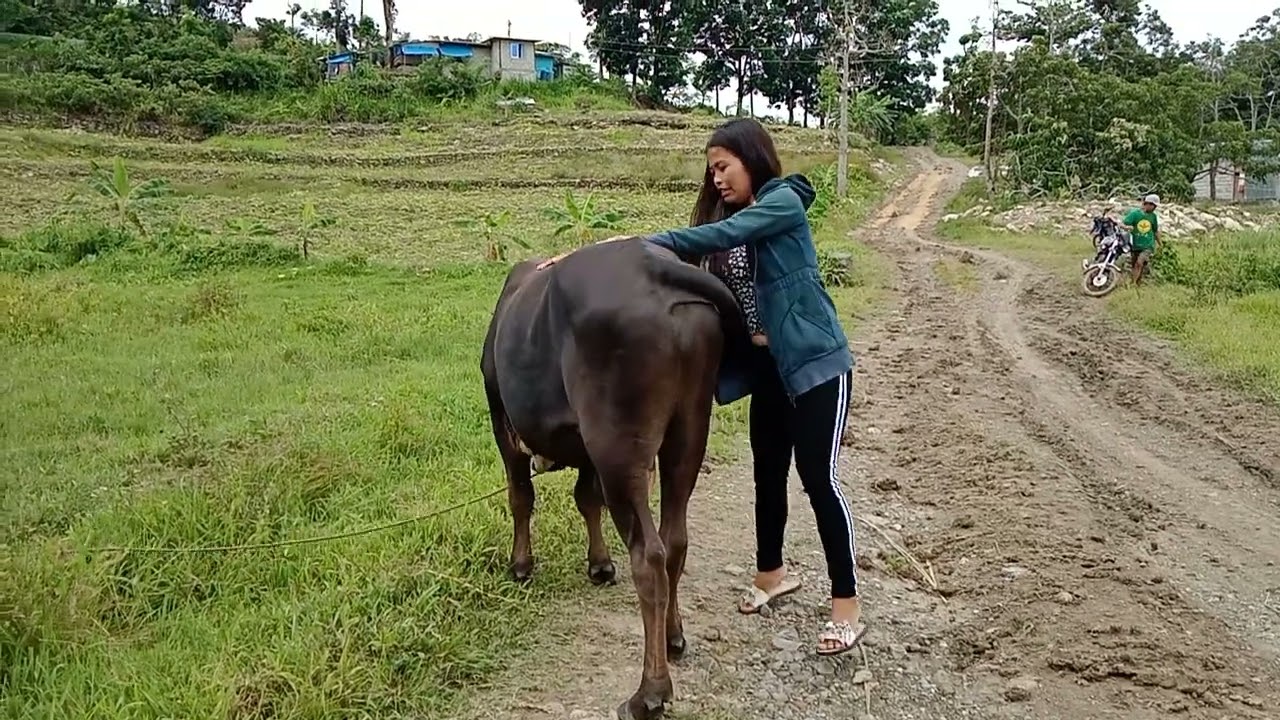 Riding Cow challenge Part 2/The Cow got mad at me🤦🤦