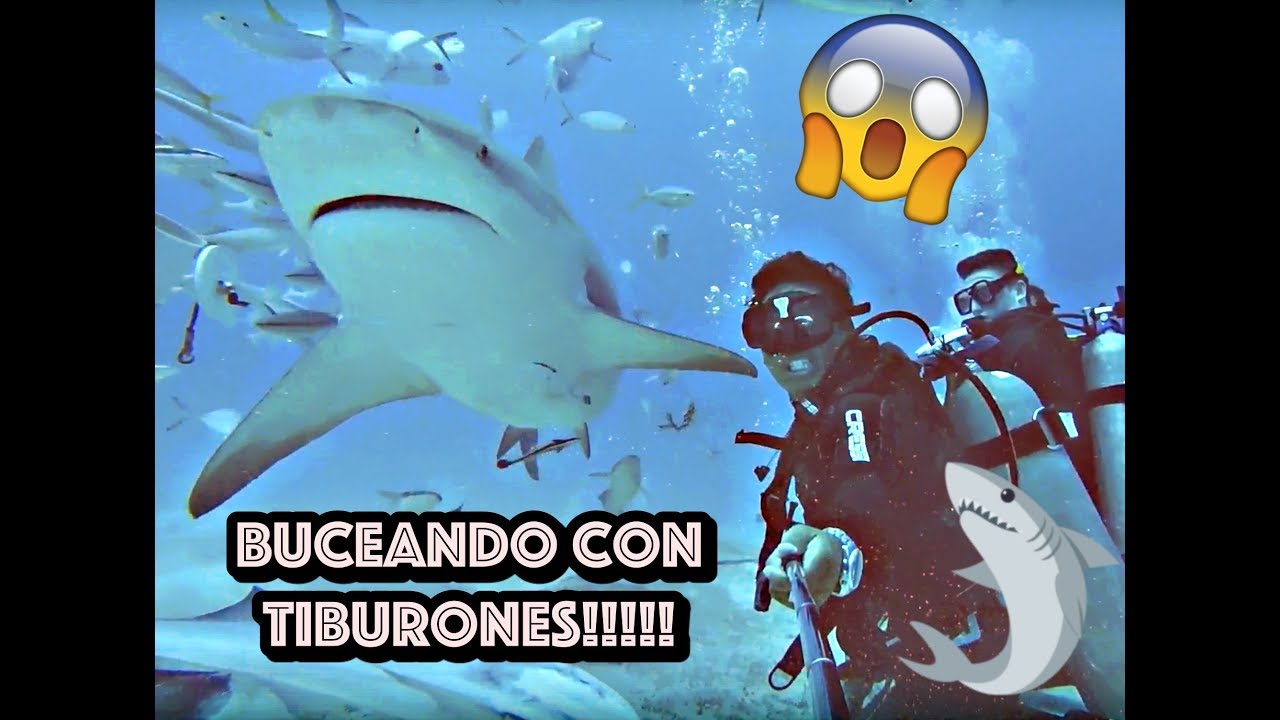 Best Day/Dive Ever!!! | Buceo con Tibur&oacute;n Toro! | Diego Caldera