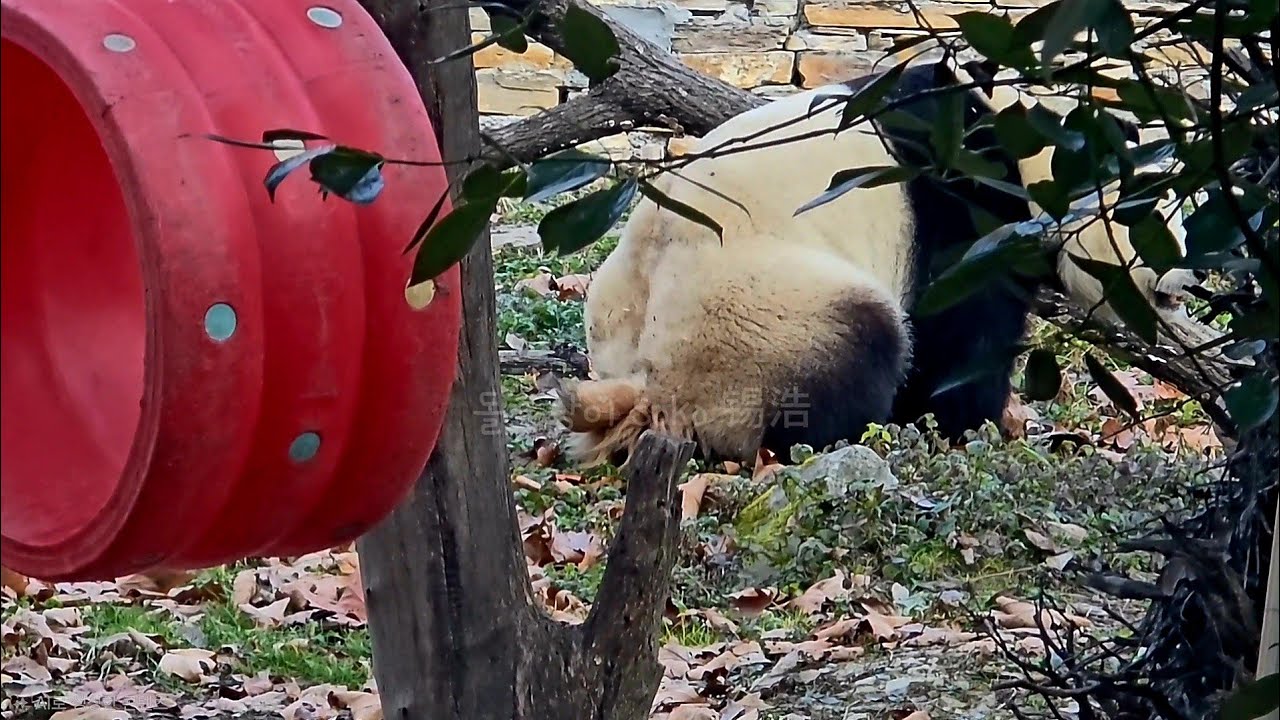 사육사님들과 고구마 보물 찾기 하는 푸야...❤️ | 2월 19일 오전 제1편(푸바오 실시간) Panda Fubao