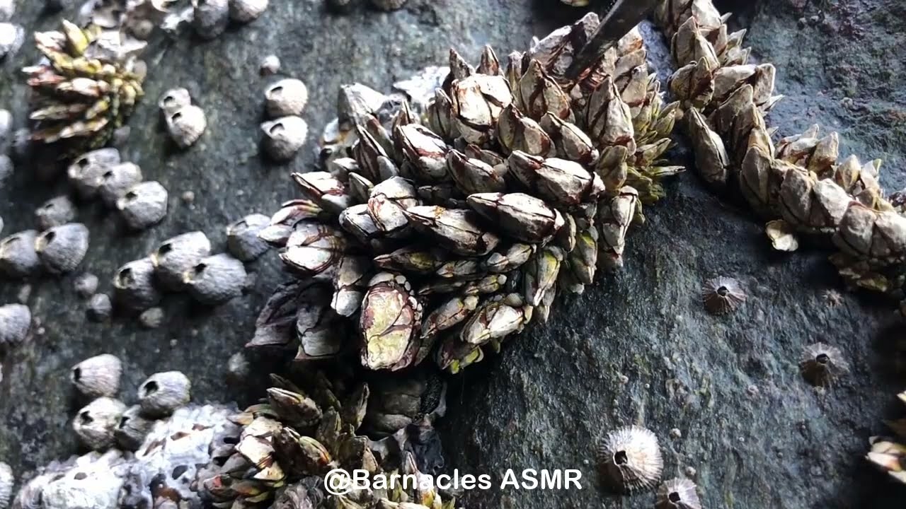 Barnacle ASMR - My daily work at sea (episode 16 )