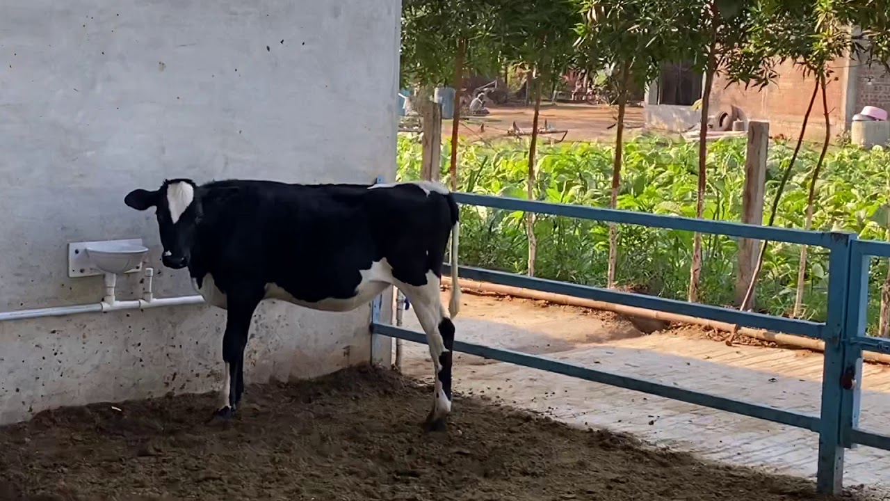 Dairy farming , pure breed of hf calf age 5 months , cow farm ,