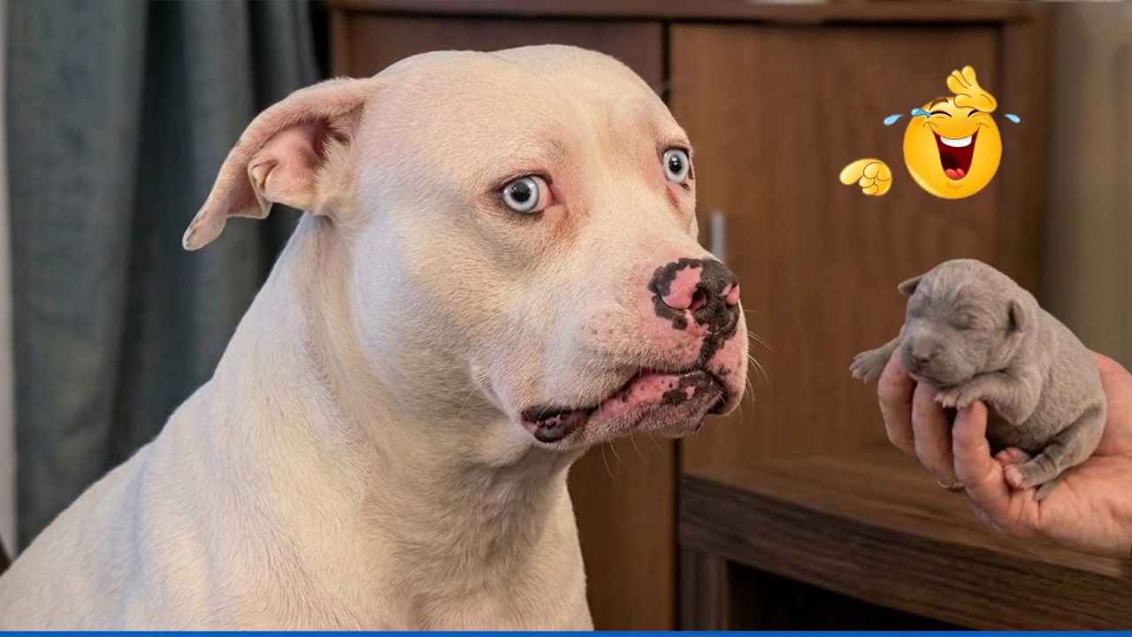 Impossible Not To Laugh 🤣 Funniest Dog Moments!