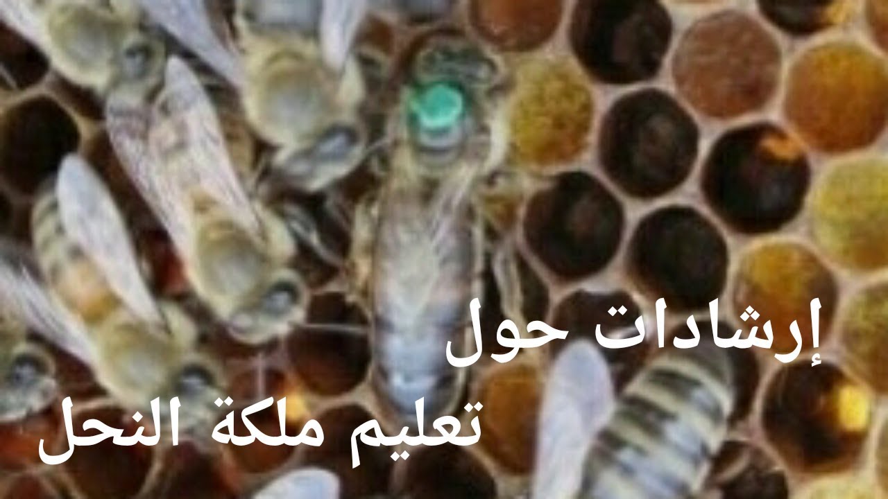 تعليم ملكة النحل / وكيف يتسبب في خسارة الملكة أو موتها