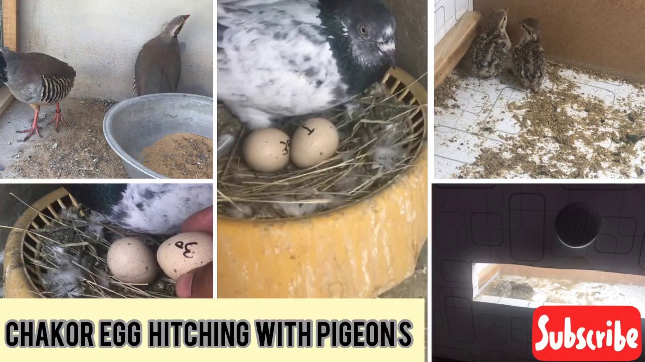 Masha Allah chakor egg 🥚 hatching 🐣 with pigeons (PART 2)