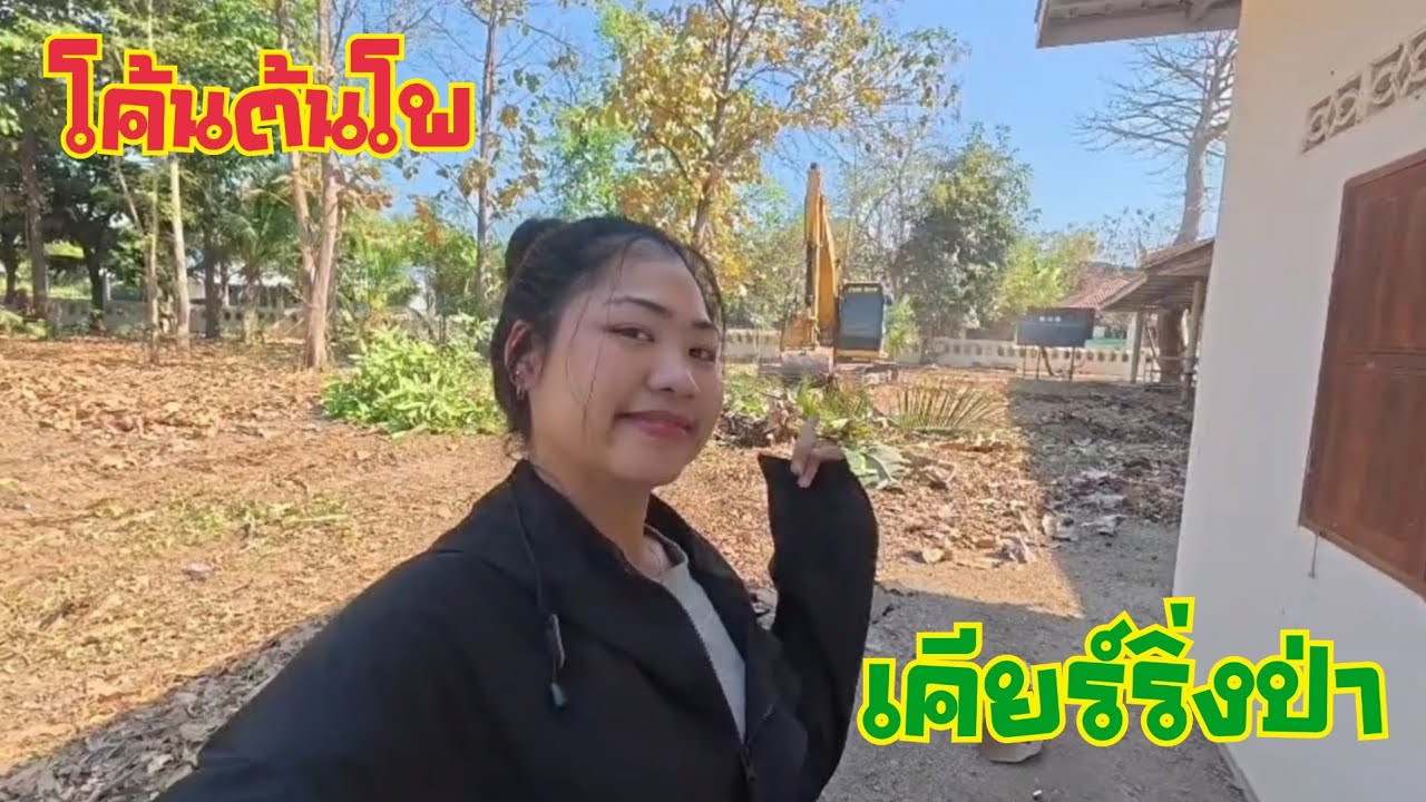 โค้นต้นโพเคียร์ริ่งป่า