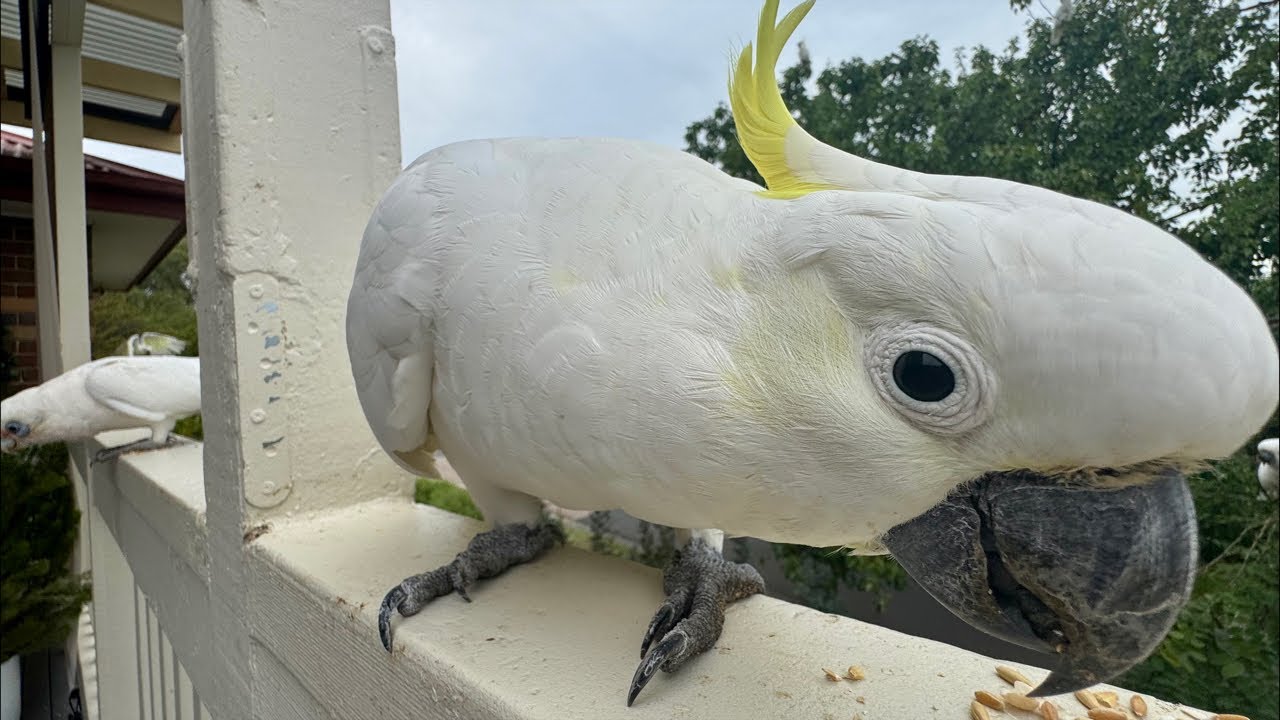 Birds go WILD in Australia Live!
