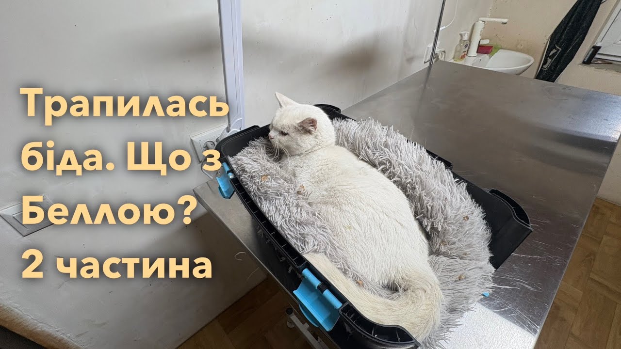 Трапилась біда з Беллою. Частина 2