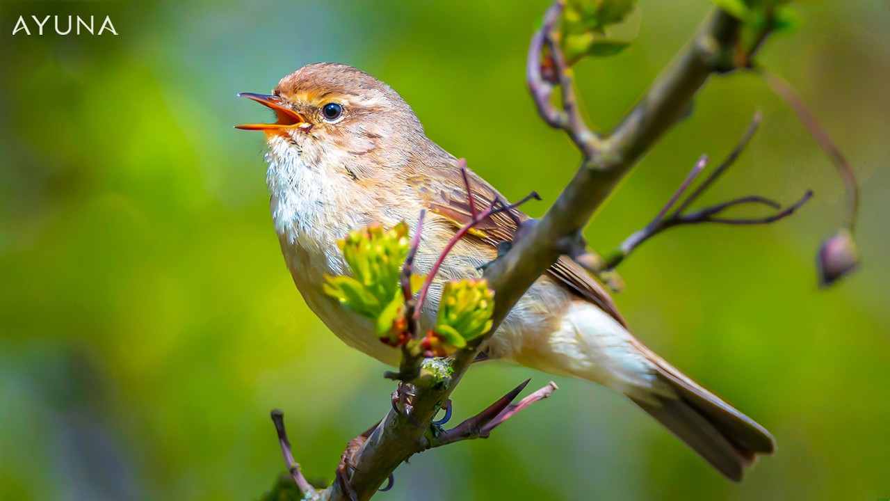 Vogelgezwitscher Entspannung | Waldgeräusche, Natur, Frühling | Vogelgezwitscher im Wald
