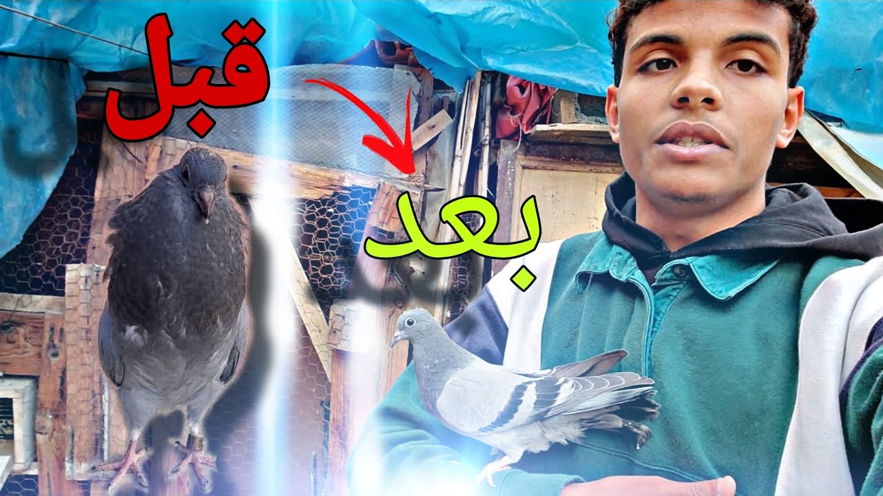 علاج مرض انتفاخ الحويصلة / Adeno virus عند الحمام 🕊