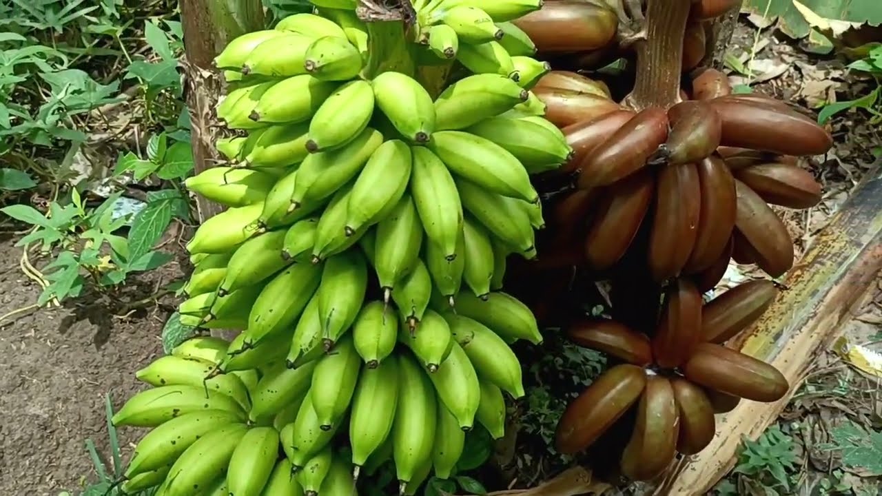 PANEN PISANG KIDANG MERAH DENGAN PISANG MULI