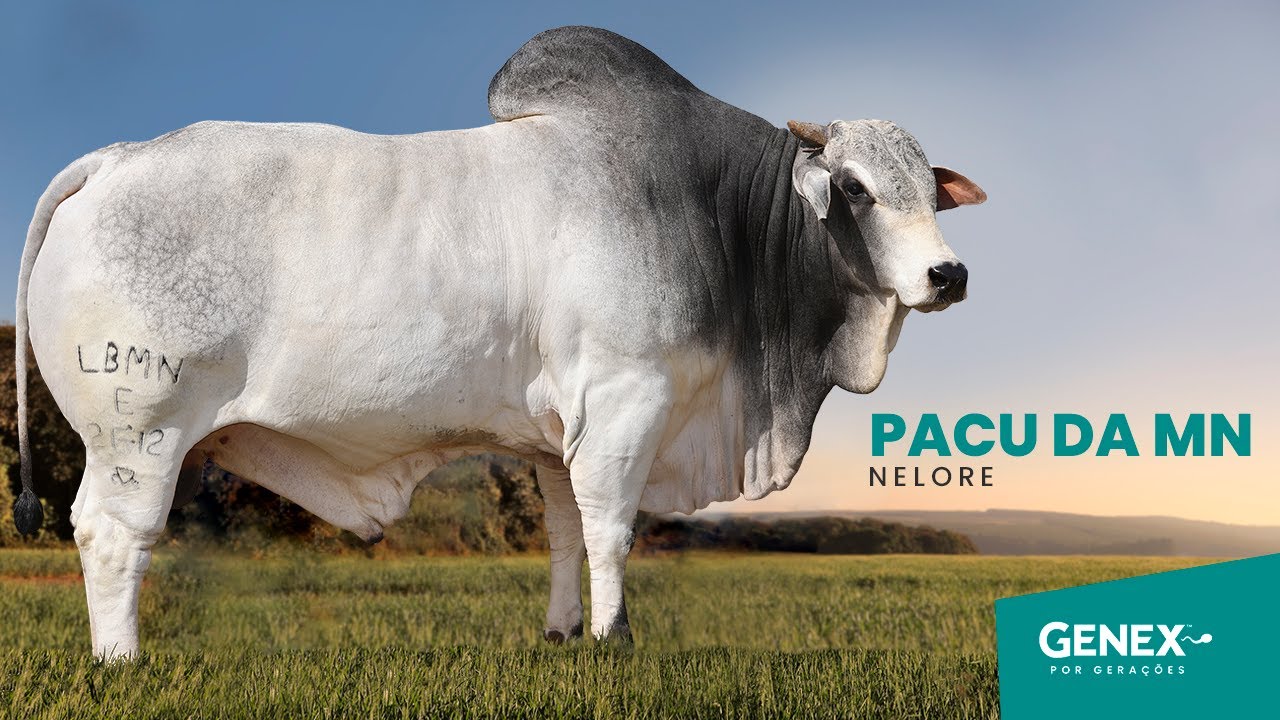 PACU DA MN - TOURO NELORE PO