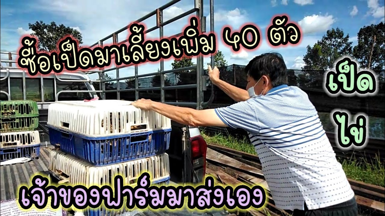 มือใหม่หัดเลี้ยงเป็ดep.18 ซื้อเป็ดไข่มาเลี้ยงเพิ่มอีก 40 ตัว เจ้าของฟาร์มมาส่งเอง เลี้ยงเป็ดไข่
