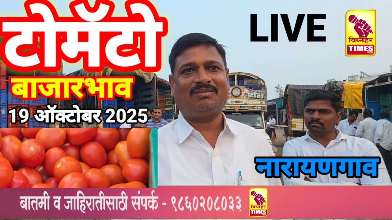 नारायणगाव टोमॅटो मार्केट l दि. 19 ऑक्टोबर 2025 रोजी पहा काय मिळाला बाजारभाव? शेतकरी काय म्हणतात❓