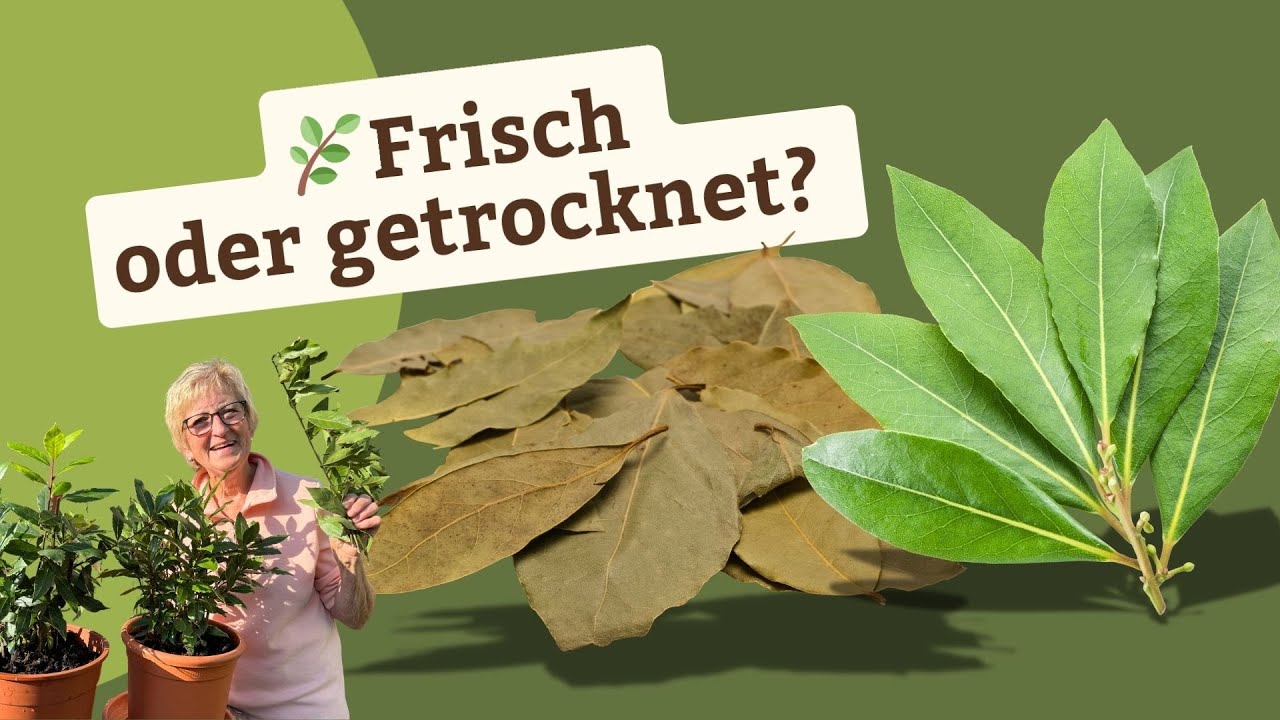 Lorbeerbl&auml;tter in der K&uuml;che - Wie schmeckts am besten? 🌿
