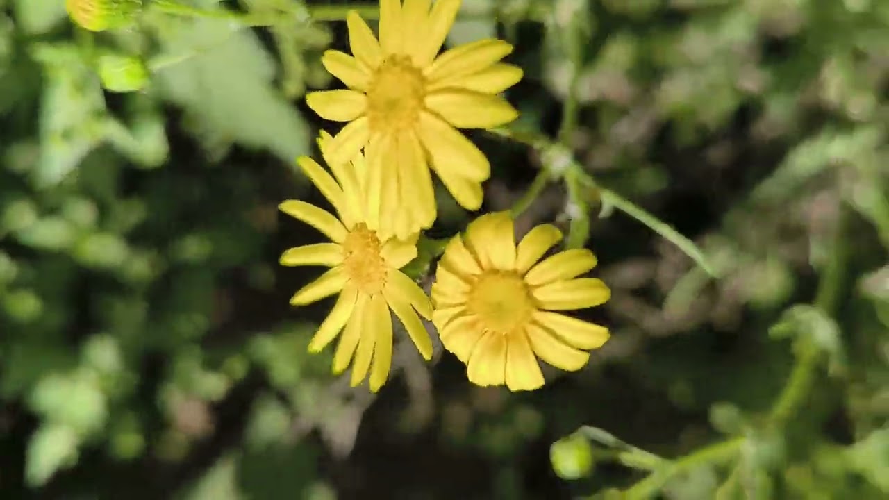 #spring #flower #flwers #green #nature 