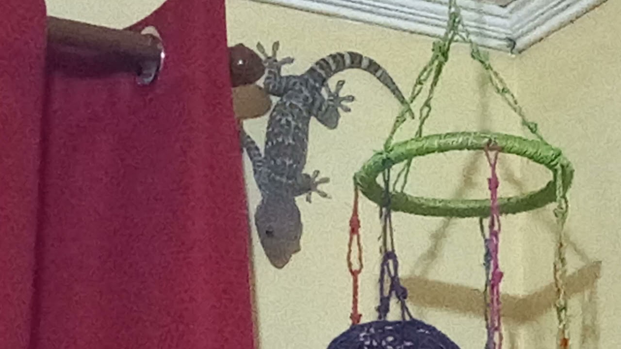 huge tokay gecko (tuko) spotted in our living room
