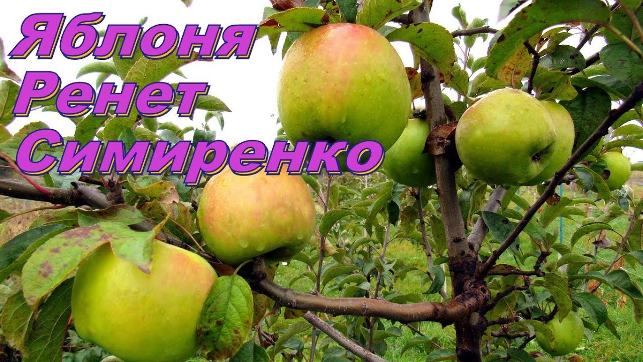 Яблоня Ренет Симиренко  Сбор урожая на 4-х летней яблоне