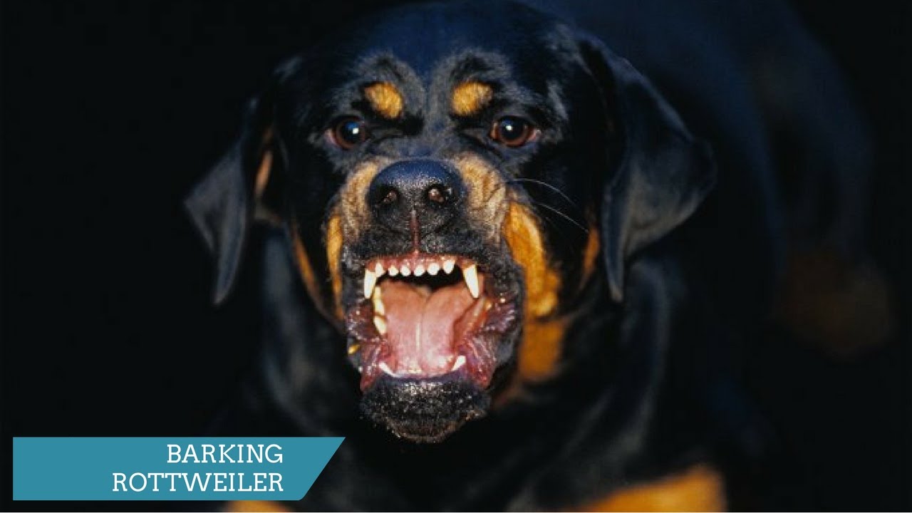 ROTTWEILER BARKING - ROTTWEILER HOWLING AND BARKING COMPILATION 2017