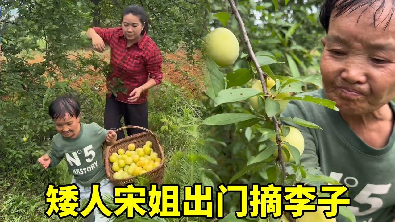 李子终于成熟了，矮人宋姐出门摘李子，摘了整整一大筐！#农村生活#袖珍人
