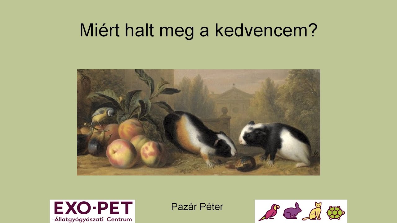 🤓 Miért halt meg a tengerimalacom? (Gazdiakadémia)
