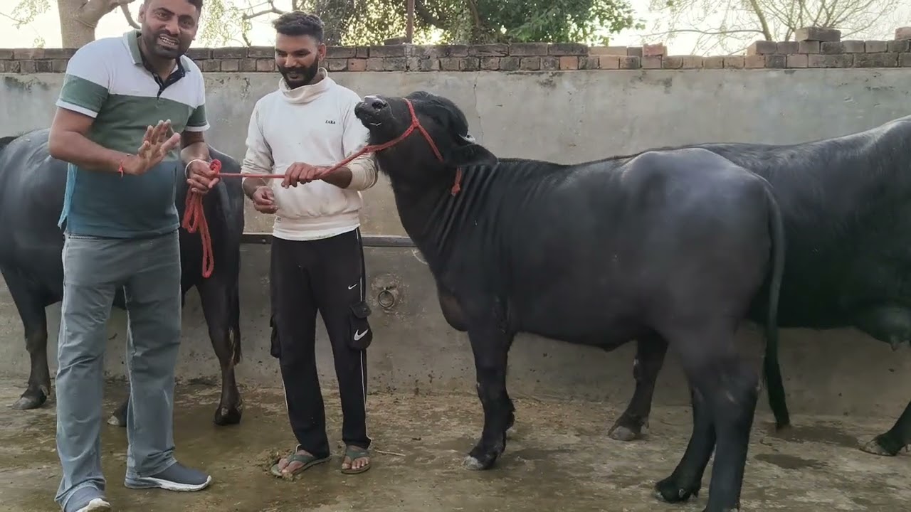 84270-19817, ਚੰਗੇ ਰਿਕਾਰਡ ਵਾਲੀ ਪਾਲਕ ਕੱਟੀ ਵਿਖਾਓ