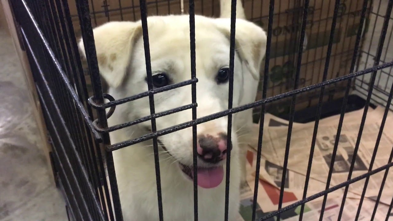 South Korean dogs rescued from dog meat farm take temporary shelter in Cambridge