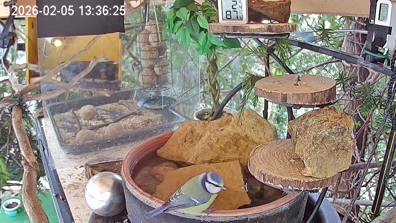 Mittags am Vogel-Spa (05.02.2026)