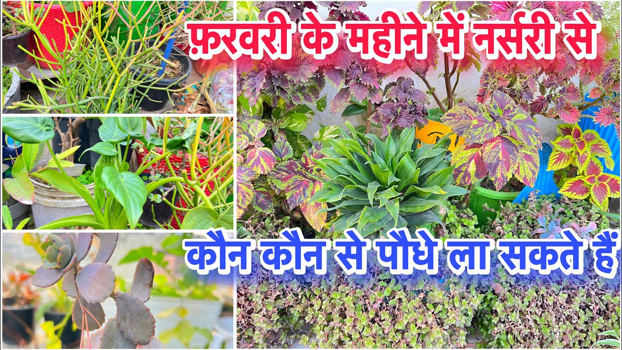 फ़रवरी महीने में नर्सरी से लाकर लगाएं जाने वाले पौधे ॥