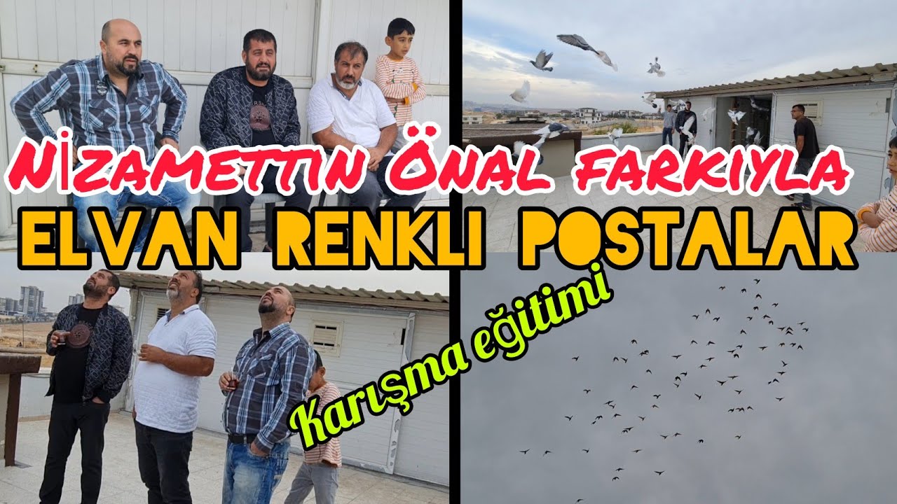 Gaziantep'den Nizamettin Önal farkıyla elvan renkli yarış postaları#aksoyfiloelvanguvercinleri