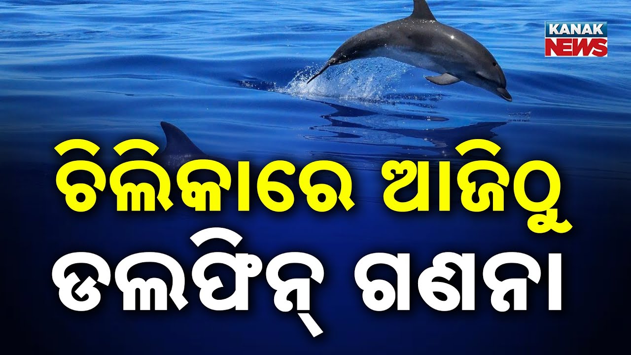 ଚିଲିକାରେ ଆଜିଠୁ ଡଲଫିନ୍ ଗଣନା | Chilika Dolphin Census Begins | Kanak Digital