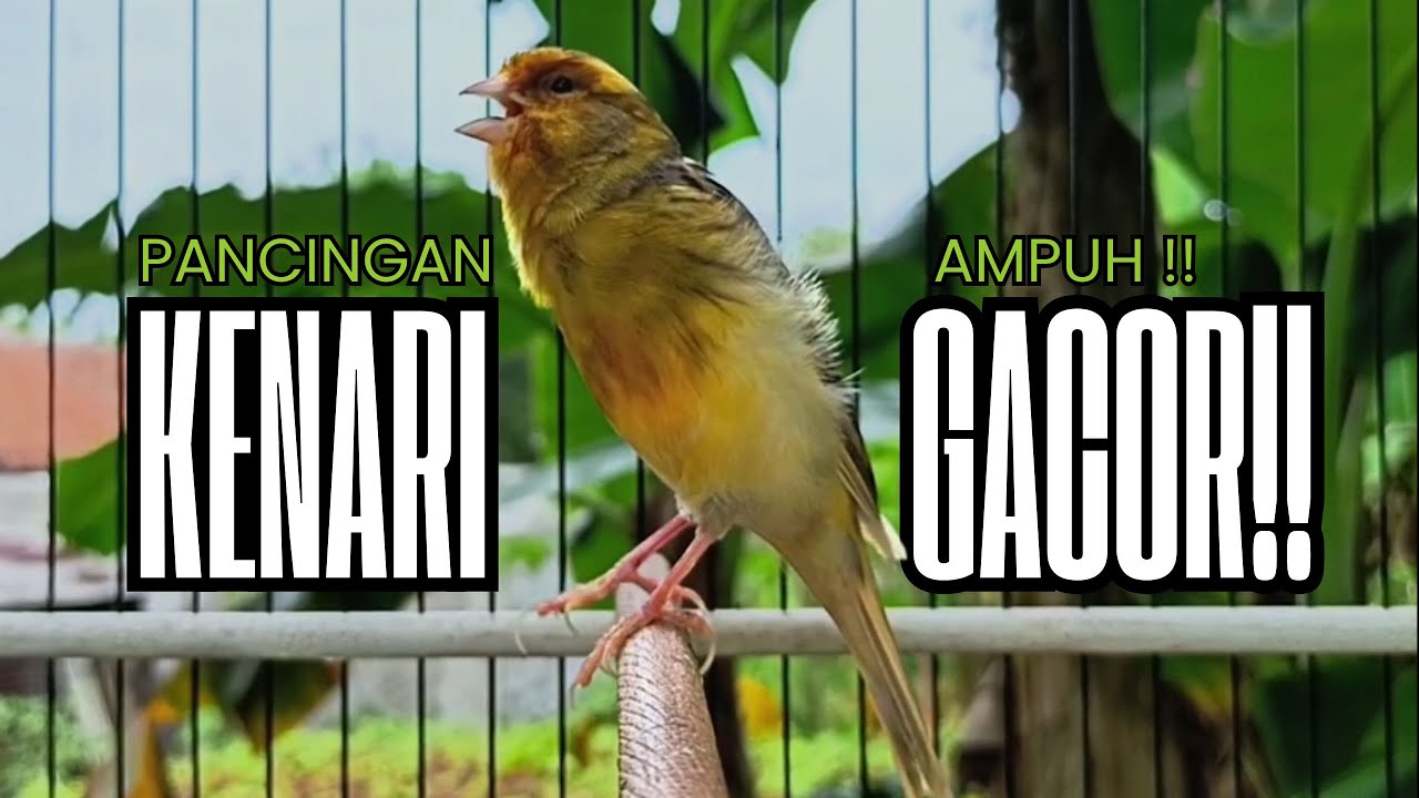 Pancingan Kenari GACOR panjang untuk Masteran Kenari PAUD & agar Kenari diam agar bunyi & gacor