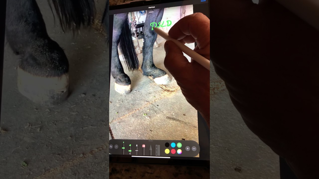 DSLD or dropped fetlock