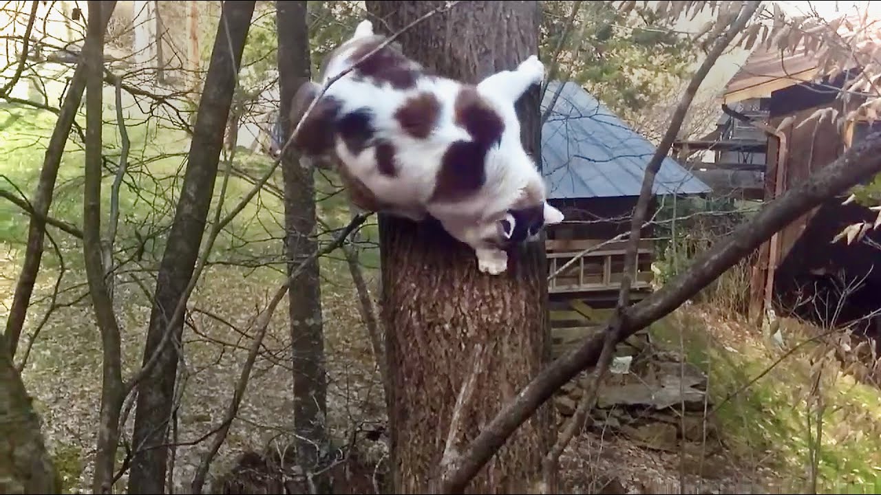 Can this Fatass Cat make it down?