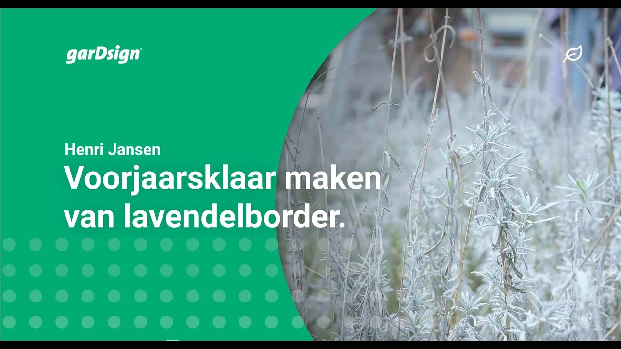 Tips over de Lavendel en het voorjaarsklaar maken van de Lavendelborder