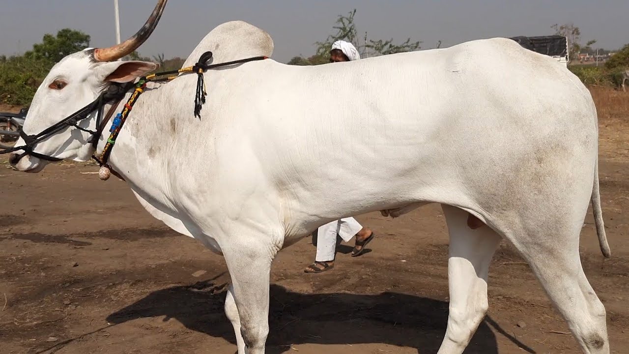 निराळे सावकार चडचन यांचे वळू / कर्नाटक