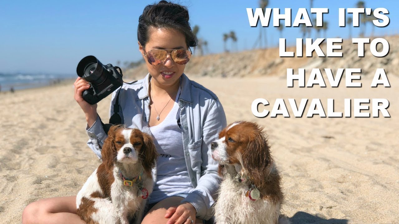 What It's Like To Have A Cavalier King Charles