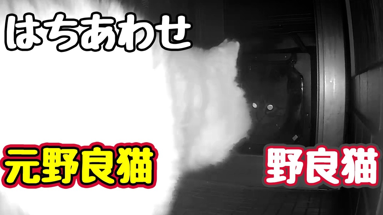 【元野良猫】ばったり遭遇【野良猫】