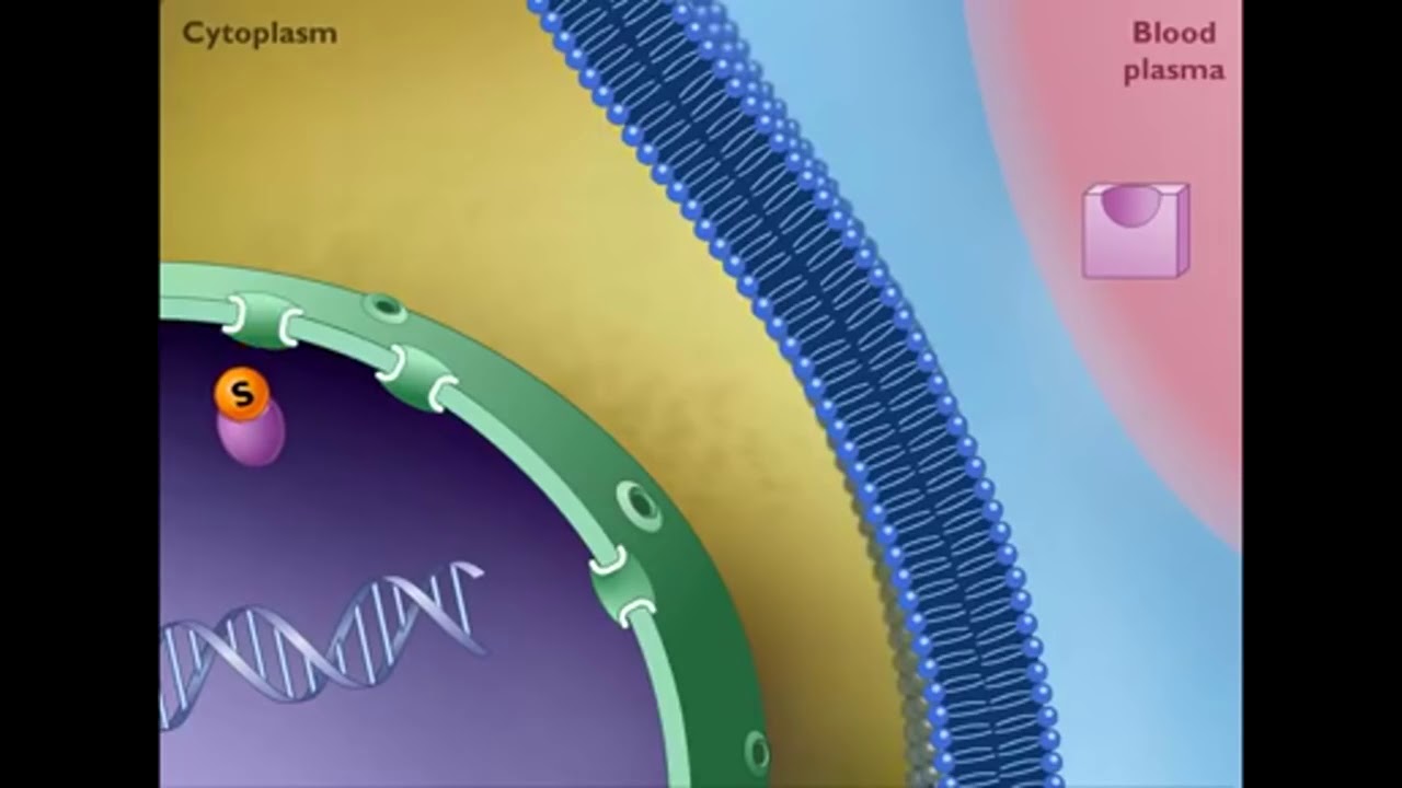 Nuclear receptor video rgp