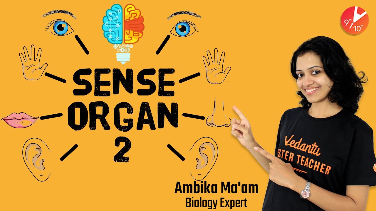Sense Organs L2 | Learn About Five Senses | Class 10 ICSE Biology (2020) @Vedantu9_10