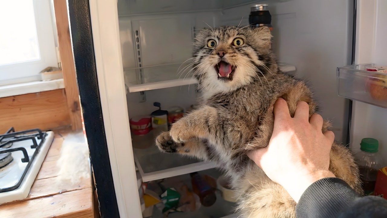 I Saved A Frozen Pallas's Cat. Now It Owns Me, My House, And My Soul