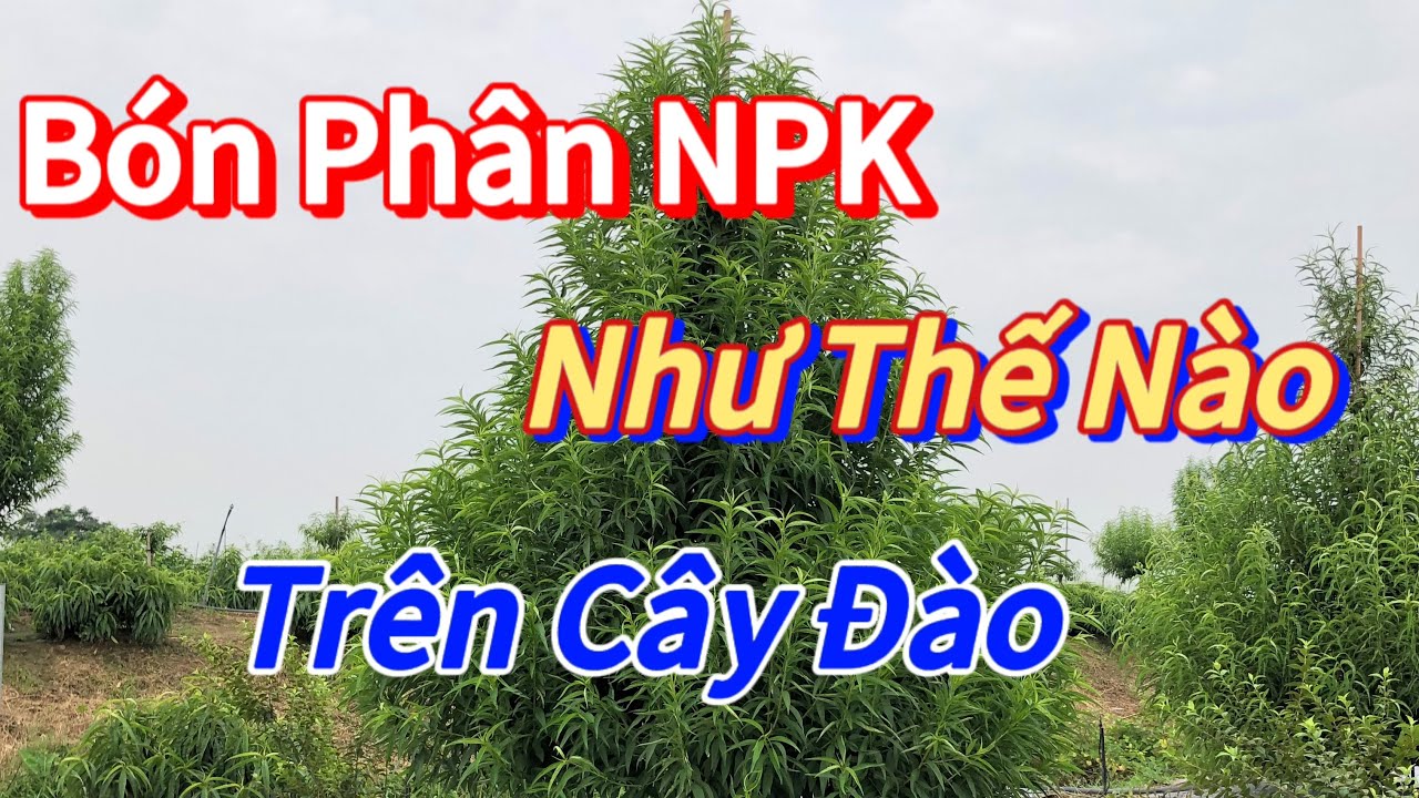 N&ocirc;ng Nghiệp - B&oacute;n Ph&acirc;n NPK Cho C&acirc;y Đ&agrave;o Theo Từng Giai Đoạn Ph&aacute;t Triển - Vườn Nh&agrave; Bon (p12) #daotet